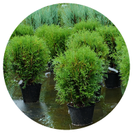 Grimsby Soil & Mulch Soil Plants Trees Rocks Grimsby Niagara Landscape