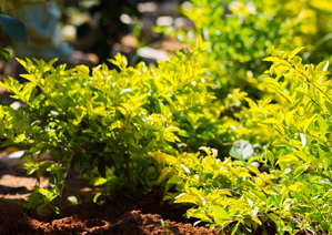 Landscape Grimsby Soil & Mulch Inc. Soil Plants Trees Rocks Niagara