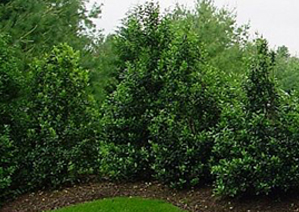 Landscaping Grimsby Soil & Mulch Inc. Soil Plants Trees Rocks Grimsby Ontario Niagara Landscape